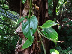 Cissus pteroclada