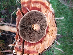 Phylloporopsis boletinoides image