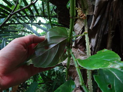 呂一起(Lyu yi-chi), CC BY, iNaturalist via GBIF Cissus pteroclada, photograph 呂一起(Lyu yi-chi), CC BY, iNaturalist via GBIF
