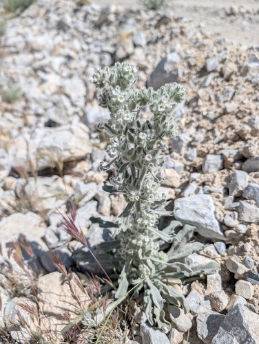 Virgin River cryptantha (Oreocarya virginensis)