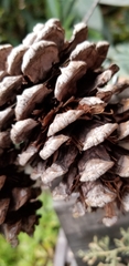 Pinus