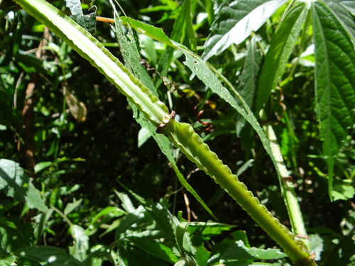 Cissus pteroclada, photograph 2