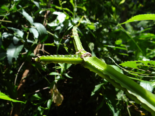Cissus pteroclada, photograph 3