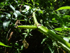 呂一起(Lyu yi-chi), CC BY, iNaturalist via GBIF Cissus pteroclada, photograph 呂一起(Lyu yi-chi), CC BY, iNaturalist via GBIF