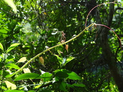 呂一起(Lyu yi-chi), CC BY, iNaturalist via GBIF Cissus pteroclada, photograph 呂一起(Lyu yi-chi), CC BY, iNaturalist via GBIF