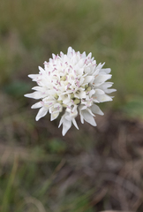 Cephalaria oblongifolia, photograph (c) Morten Ross, some rights reserved (CC BY)