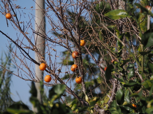 Japanese Persimmon (Diospyros kaki)