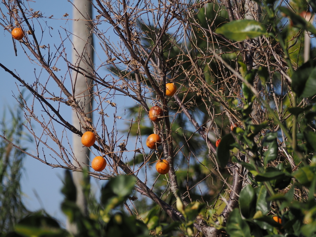 Japanese Persimmon (Diospyros kaki)