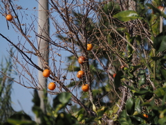 Kaki Du Japon (Diospyros kaki)