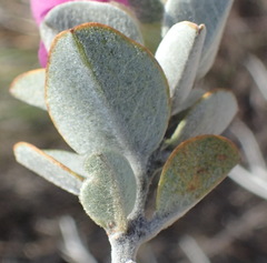 Podalyria biflora