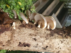 Lentinula boryana