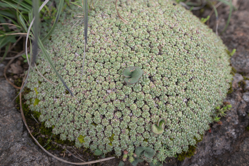 Euphorbia clavarioides, photograph 4
