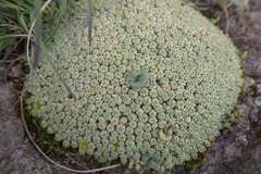 (c) Morten Ross, some rights reserved (CC BY) Euphorbia clavarioides, photograph (c) Morten Ross, some rights reserved (CC BY)
