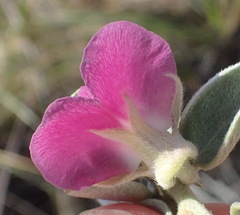 Podalyria biflora