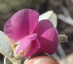 Podalyria biflora