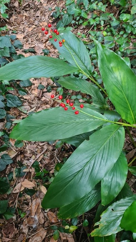 Gagnep (Alpinia intermedia)