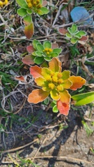 Ajania pacifica, photograph author not stated, no rights reserved
