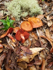 Cortinarius marylandensis