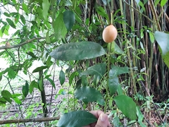 Garcinia