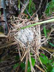 Nyctidromus albicollis