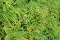 Bupleurum longiradiatum