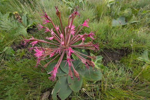 Eastern Candelabra (Brunsvigia radulosa)