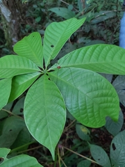Sclerosomatidae