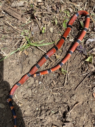 Central American Coralsnake