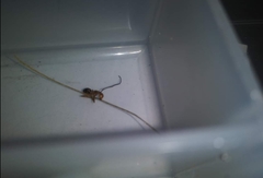 Ophiocordyceps camponoti-floridani