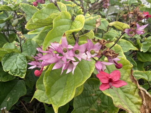 Red Bleeding Heart Vine (Clerodendrum ×)