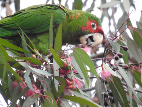Foto de Mitred Parakeet