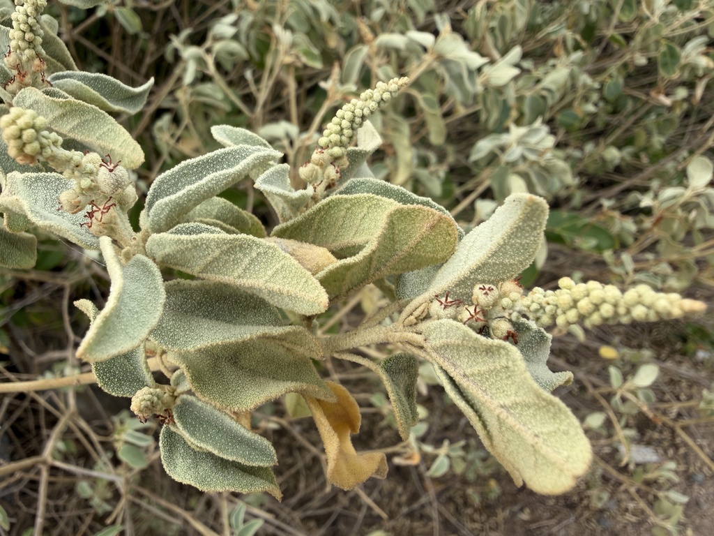 Croton flavens; photograph (c) Don Loarie, some rights reserved (CC BY)