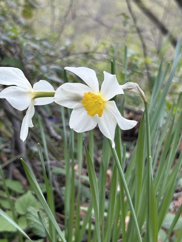 Narcissus X incomparabilis