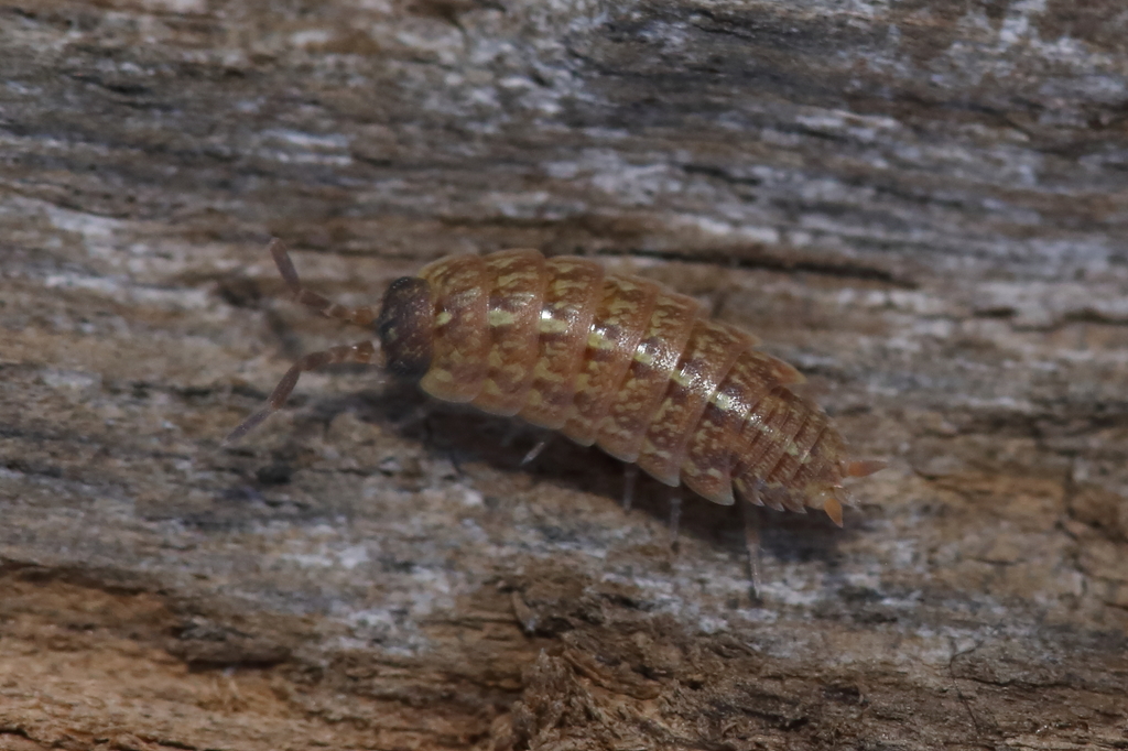 Acaeroplastes melanurus