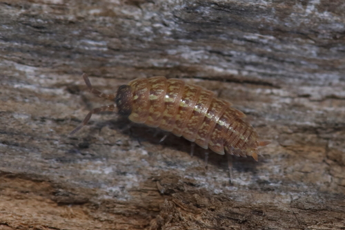 Acaeroplastes melanurus