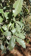 Quercus laurina
