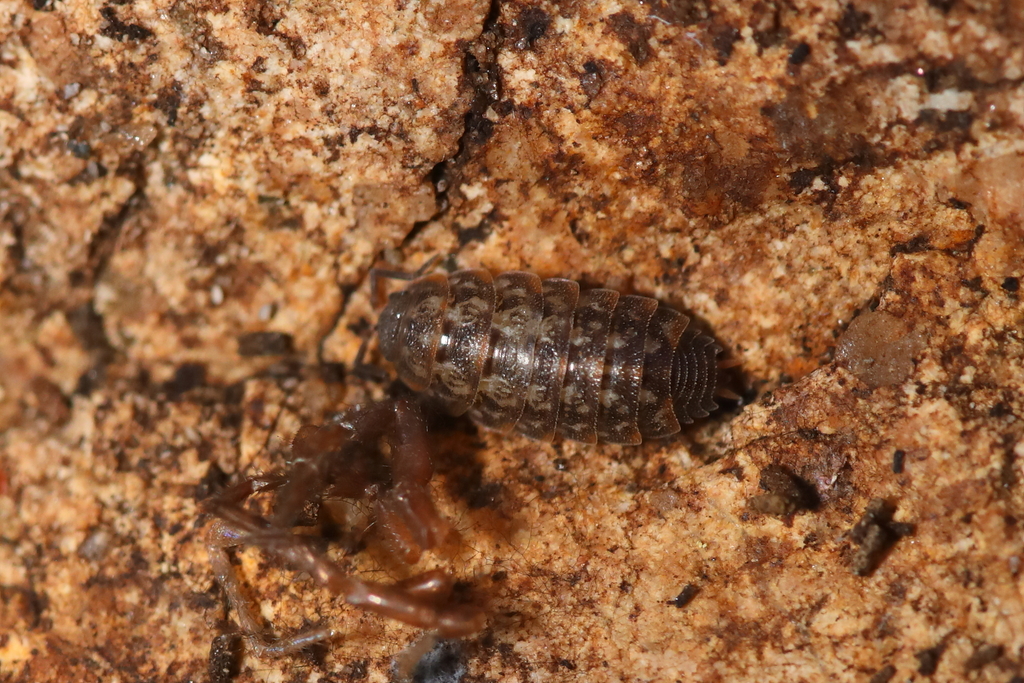 Sardoniscus pygmaeus