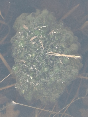 Salamander Algae (Oophila amblystomatis)