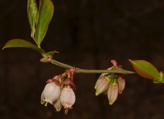 Vaccinium virgatum