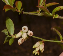 Vaccinium virgatum