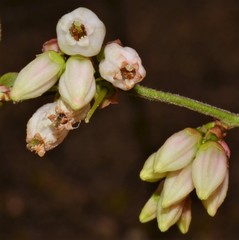 Vaccinium virgatum