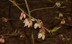 Vaccinium virgatum