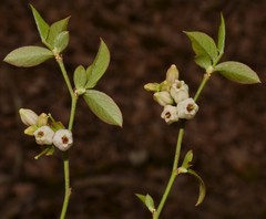 Vaccinium virgatum
