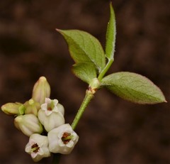 Vaccinium virgatum