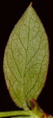 Vaccinium virgatum