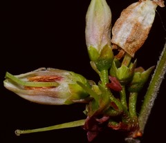 Vaccinium virgatum
