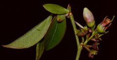 Vaccinium virgatum