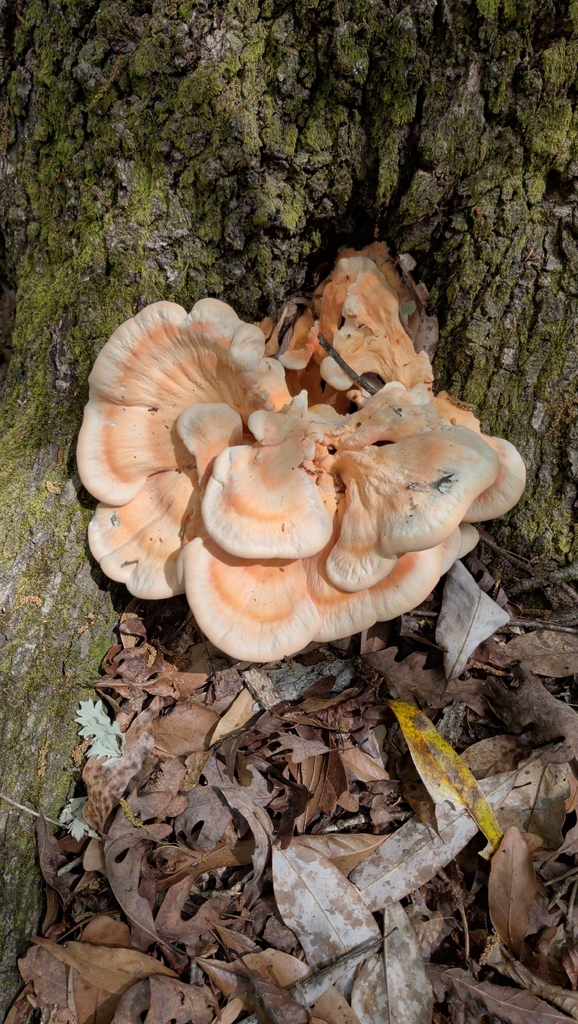 Laetiporus cincinnatus · March 2026 · photo: © dwilkins (iNaturalist, cc-by)