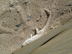 Liolaemus nigromaculatus