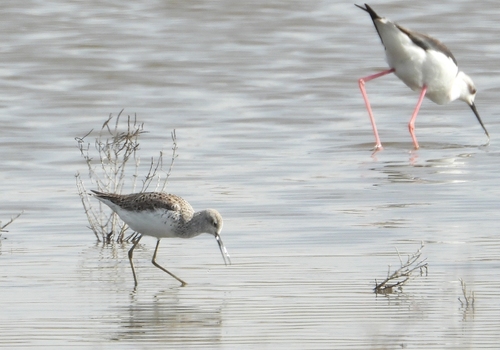 iNaturalist: (c) brunodovere, some rights reserved (CC BY-NC) iNaturalist image